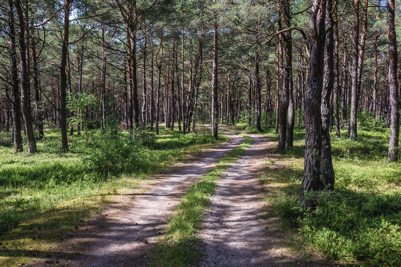 Teren leśny nad Bałtykiem w okolicy Mrzeżyna