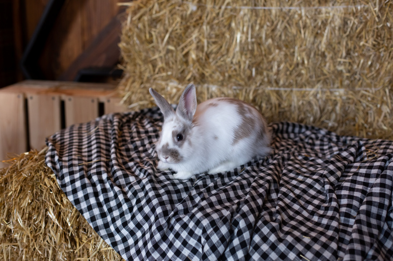 Królik w minizoo