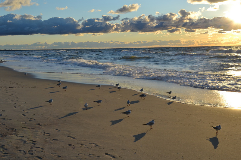 Mewy na plaży w Łazach