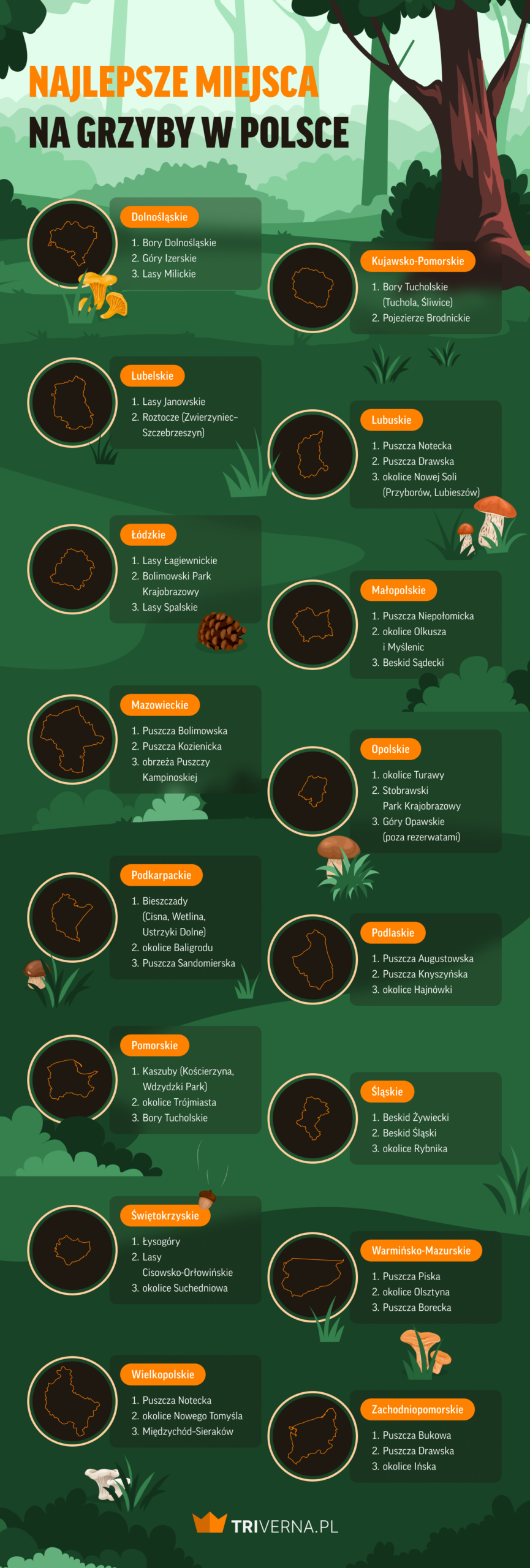 Najlepsze miejsca na grzyby w Polsce - infografika