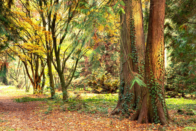 Leśny ogród botaniczny