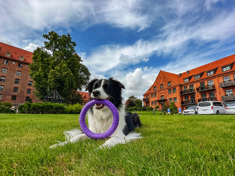 Pies przed hotelem Zamek Gniew