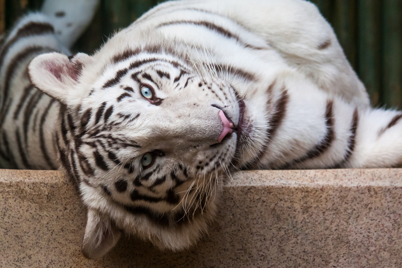 Biały tygrys w zoo w Libercu