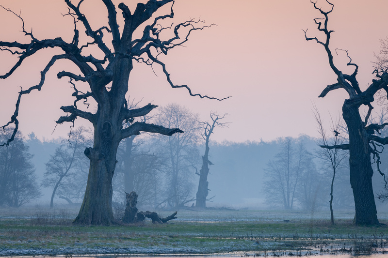 Dęby w Rogalinie w tajemniczej mgle
