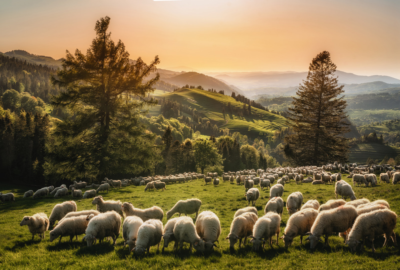 Wypas owiec w Pieninach