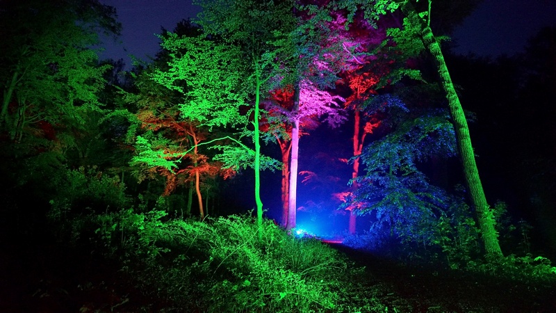 Podświetlone drzewa w Lumina Parku