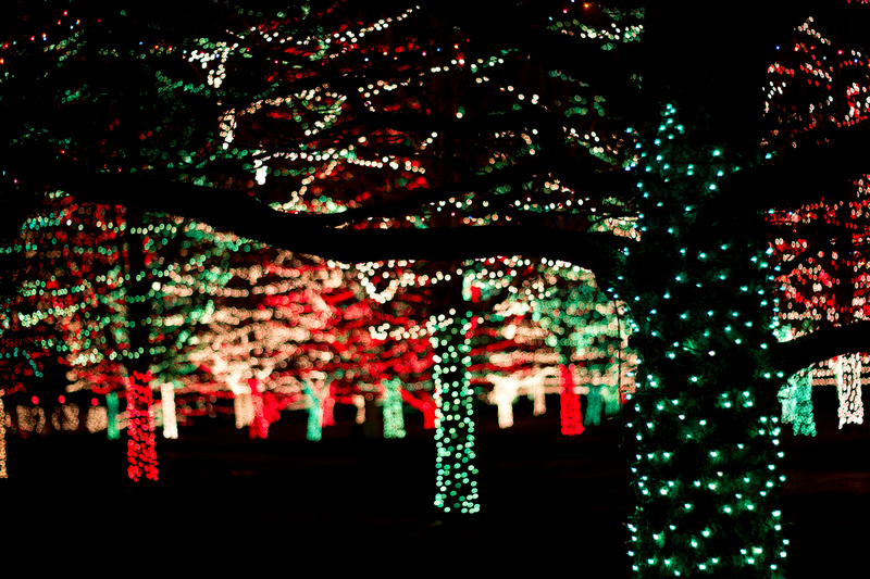 Podświetlone na kolorowo drzewa