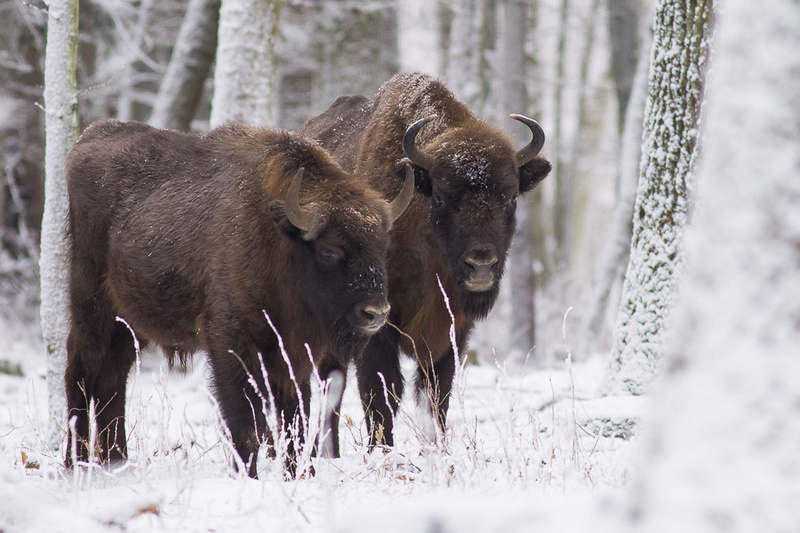 Dwa żubry w Puszczy Białowieskiej zimą