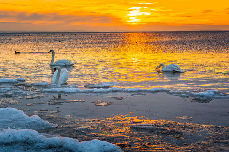 Łabędzie na zimowej plaży nad Bałtykiem