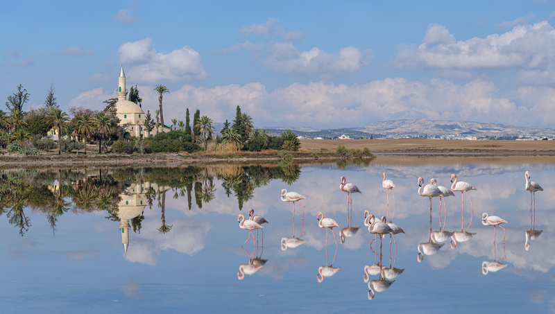 Flamingi na słonym jeziorze przed meczetem w Larnace na Cyprze