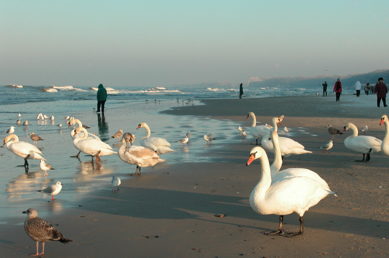 Łabędzie na zimowej bałtyckiej plaży