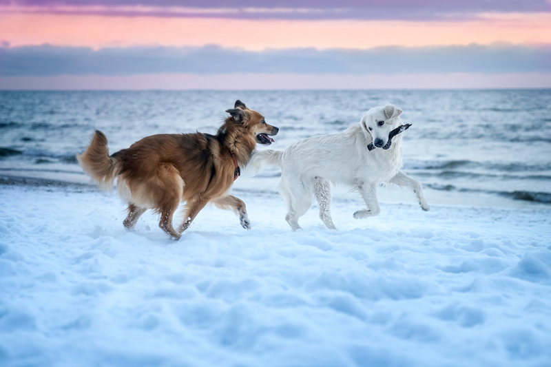 Psy bawiące się na ośnieżonej plaży nad morzem
