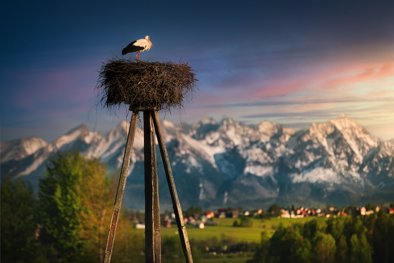 Gniazdo i bocian na Podhalu, na tle ośnieżonych Tatr