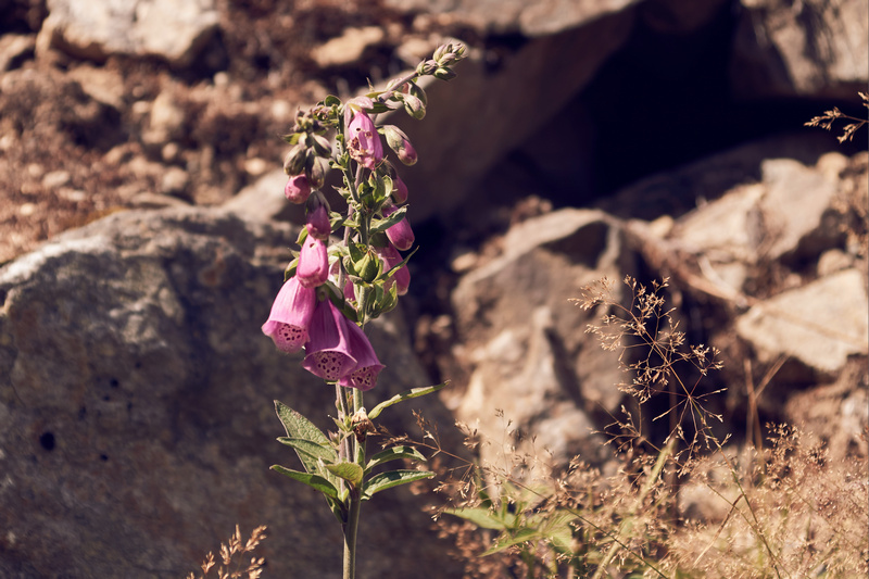 Naparstnica rosnąca w Karkonoszach