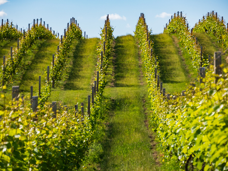 Sandomierska winnica