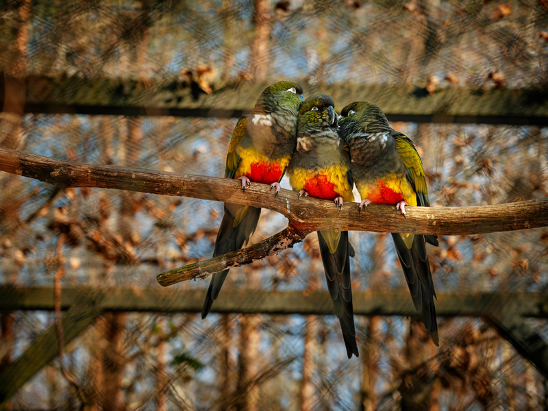Papużki w hotelowym zoo w Dolinie Charlotty