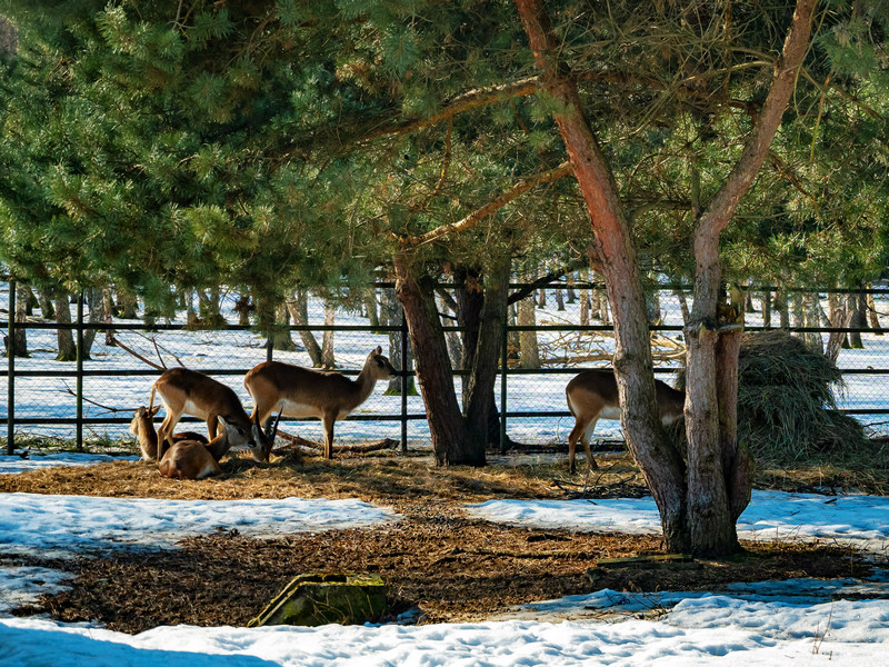 Hotelowe zoo w Dolinie Charlotty