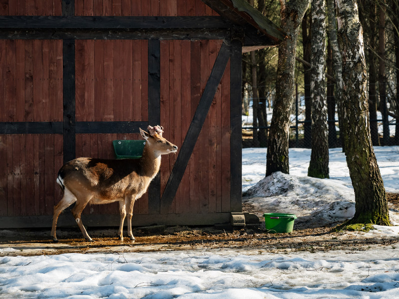 Hotelowe zoo w Dolinie Charlotty