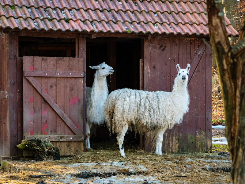 Hotelowe zoo w Dolinie Charlotty