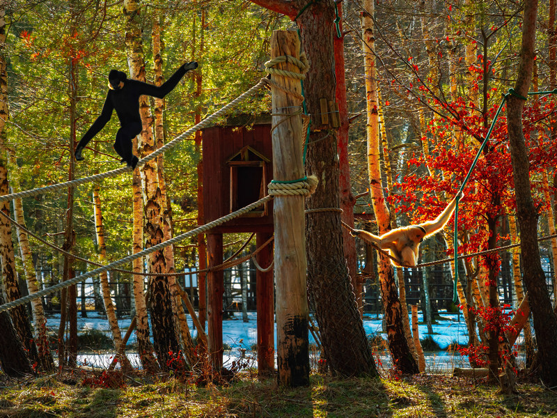 Małpy w hotelowym zoo w Dolinie Charlotty