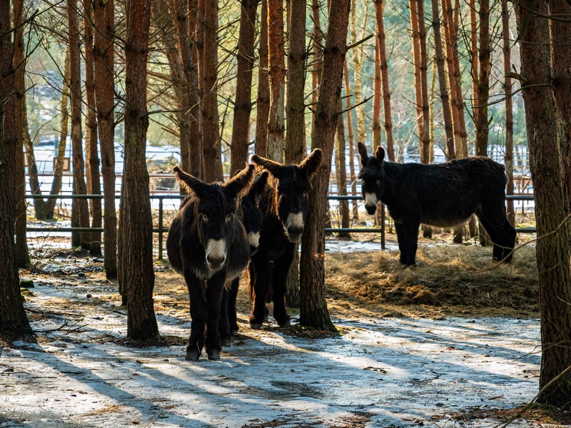 Hotelowe zoo w Dolinie Charlotty