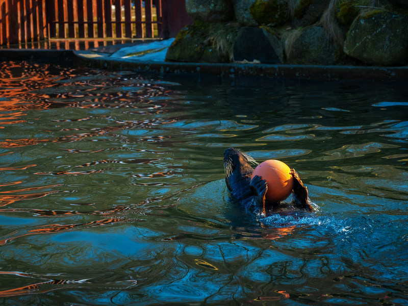 Fokarium w Dolinie Charlotty