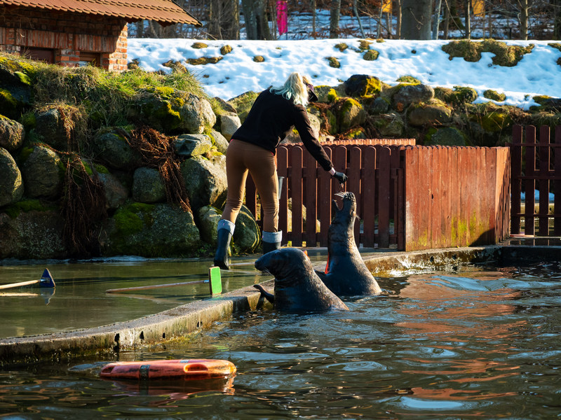 Fokarium w Dolinie Charlotty