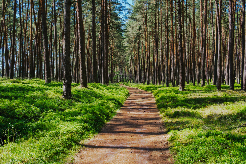 Droga w Borach Tucholskich