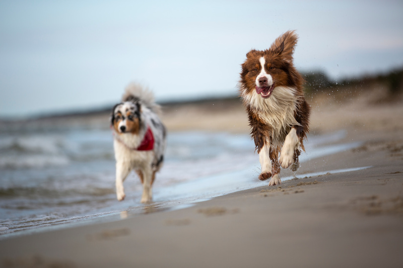 Dwa owczarki australijskie biegnące po wodzie na plaży