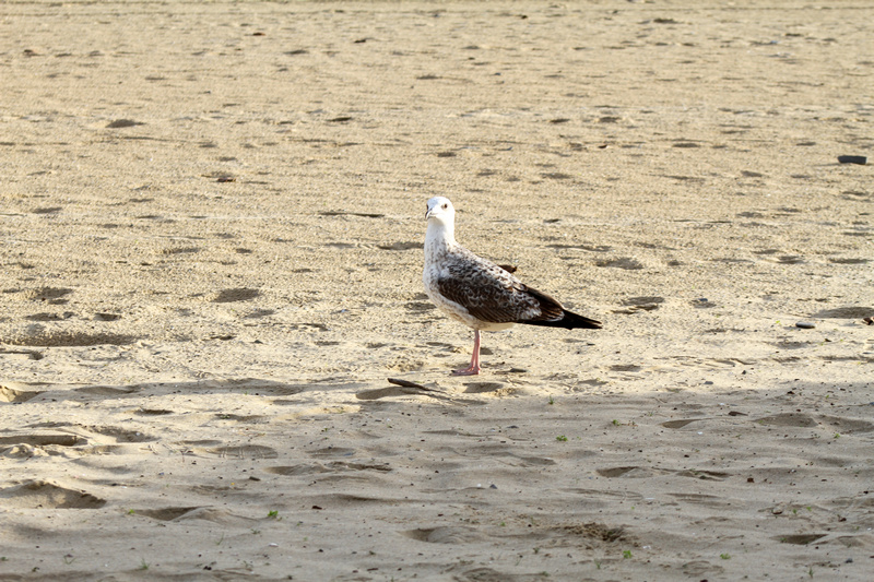 Mewa na piasku na plaży w Bułgarii
