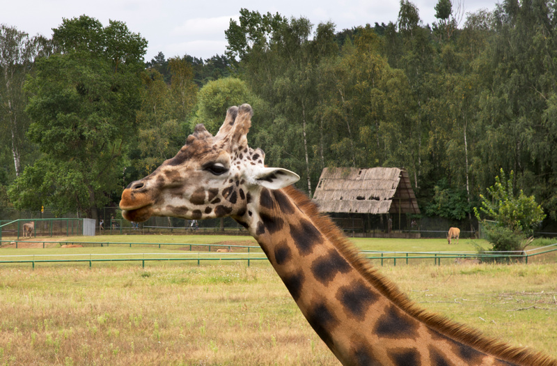 Żyrafa w zoo w Gdańsku