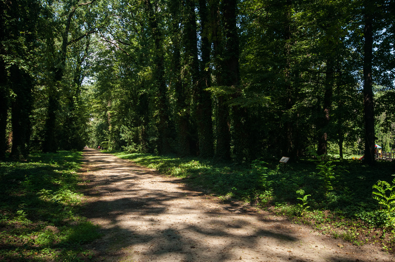 Arboretum w Kórniku
