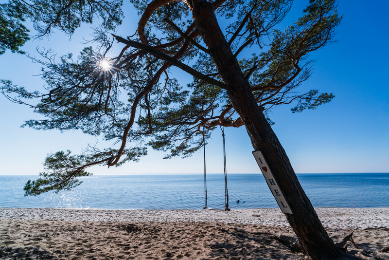 Drzewo na plaży na Helu