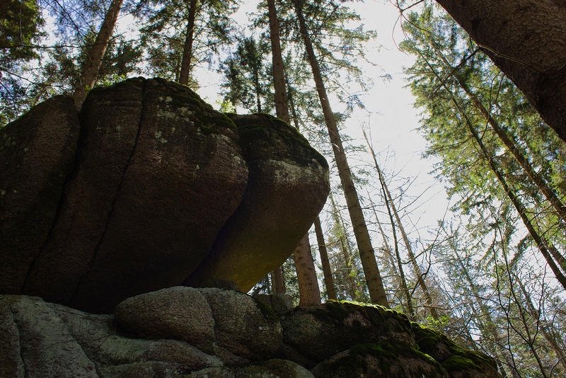 Skała w karkonoskim lesie