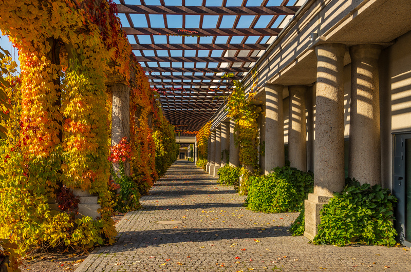 Jesienna pergola we Wrocławiu