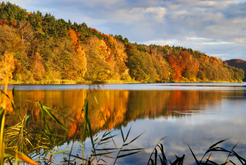 Lesisty brzeg jeziora Dębno (Wielkopolska)