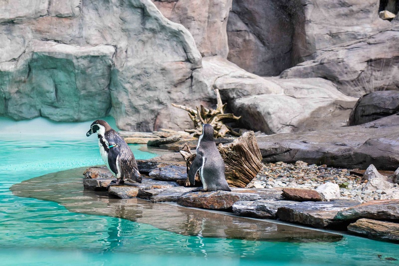 Pingwiny w krakowskim ZOO