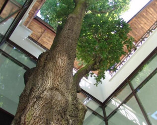 W hotelowym patio rośnie drzewo